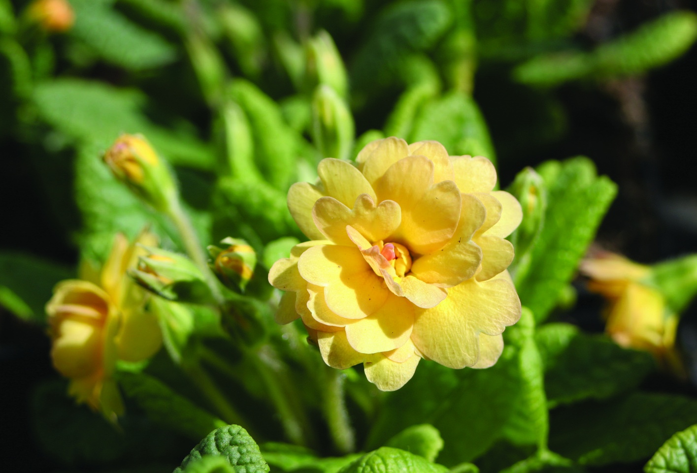 Primula vulgaris 'Sunshine Susie'